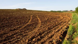 Stai pensando di comprare un terreno agricolo? Ecco le opportunità e rischi